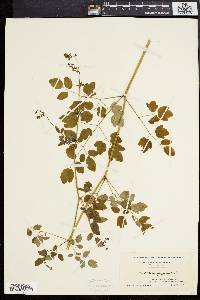 Thalictrum polygamum image