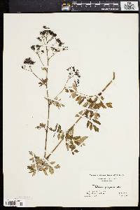 Thalictrum polygamum image