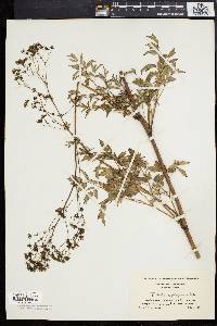 Thalictrum polygamum image