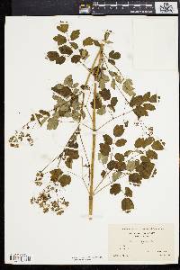 Thalictrum polygamum image