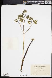 Thalictrum polygamum image