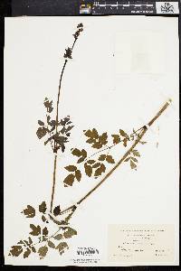 Thalictrum polygamum image