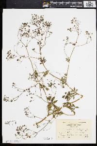 Thalictrum polygamum image