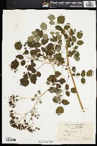 Thalictrum polygamum image