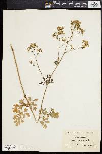 Thalictrum polygamum image