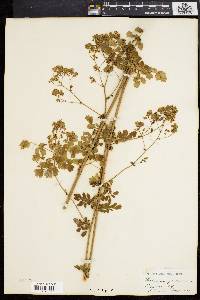 Thalictrum polygamum image