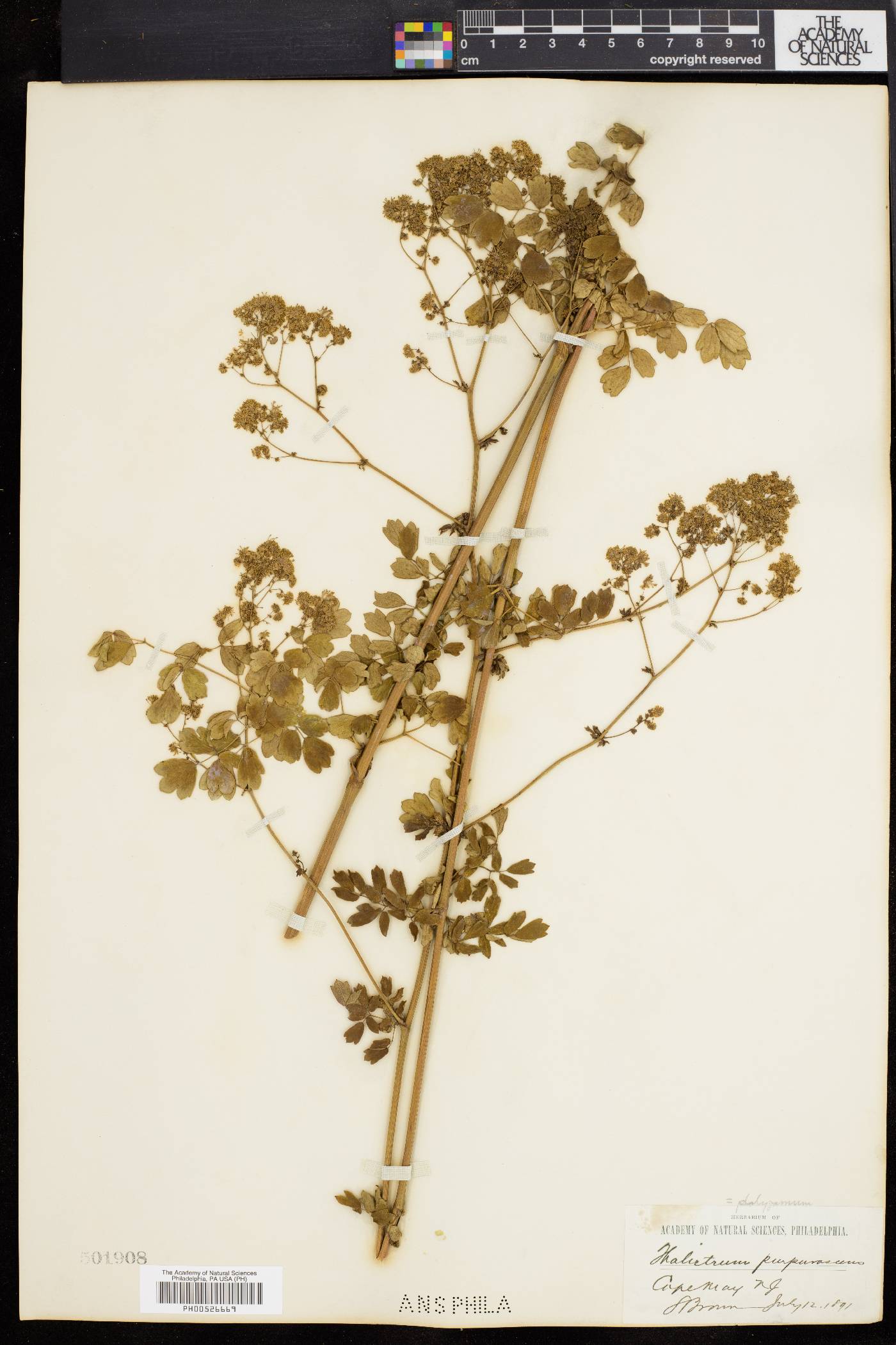 Thalictrum polygamum image