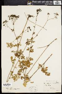 Thalictrum polygamum image