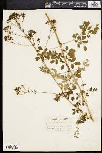 Thalictrum polygamum image