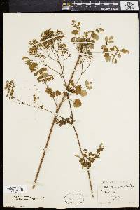 Thalictrum polygamum image