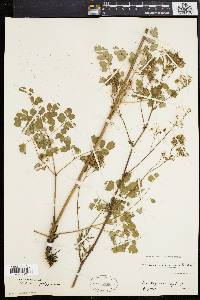 Thalictrum polygamum image