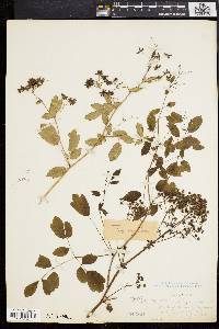 Thalictrum polygamum image