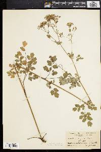 Thalictrum polygamum image