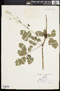 Thalictrum polygamum image