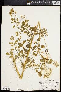 Thalictrum polygamum image