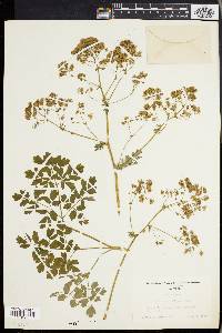 Thalictrum polygamum image