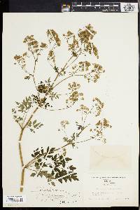 Thalictrum polygamum image