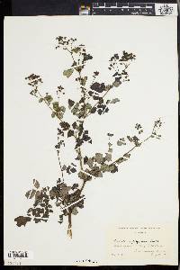 Thalictrum polygamum image