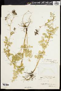 Thalictrum polygamum image