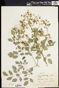 Thalictrum polygamum image