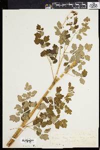 Thalictrum polygamum image