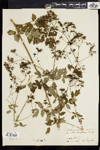 Thalictrum polygamum image