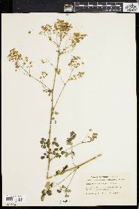 Thalictrum polygamum image