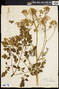 Thalictrum polygamum image