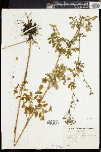 Thalictrum polygamum image