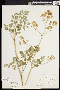 Thalictrum polygamum image