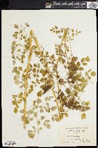 Thalictrum polygamum image