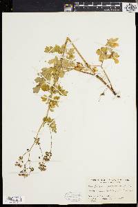 Thalictrum polygamum image