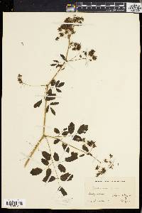 Thalictrum polygamum image