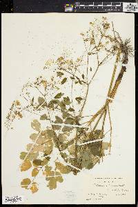 Thalictrum polygamum image