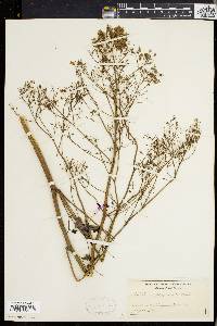 Thalictrum polygamum image