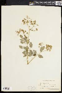 Thalictrum polygamum image
