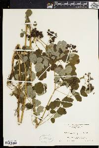 Thalictrum polygamum image