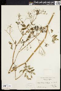 Thalictrum polygamum image