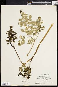 Thalictrum polygamum image