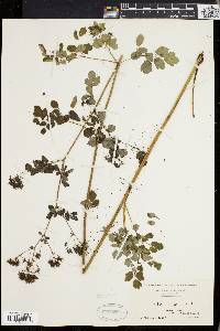 Thalictrum polygamum image