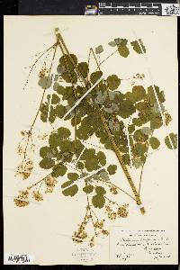 Thalictrum polygamum image