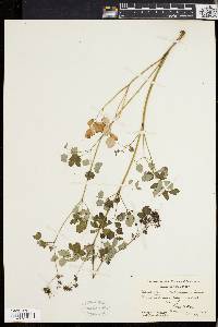 Thalictrum polygamum image