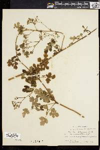 Thalictrum polygamum image