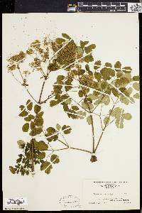 Thalictrum polygamum image