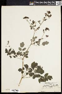 Thalictrum polygamum image