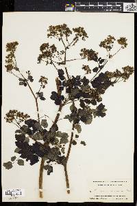 Thalictrum polygamum image