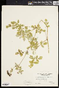 Thalictrum polygamum image