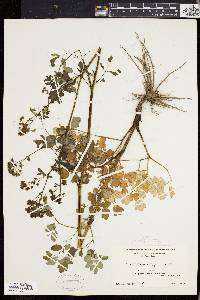 Thalictrum polygamum image