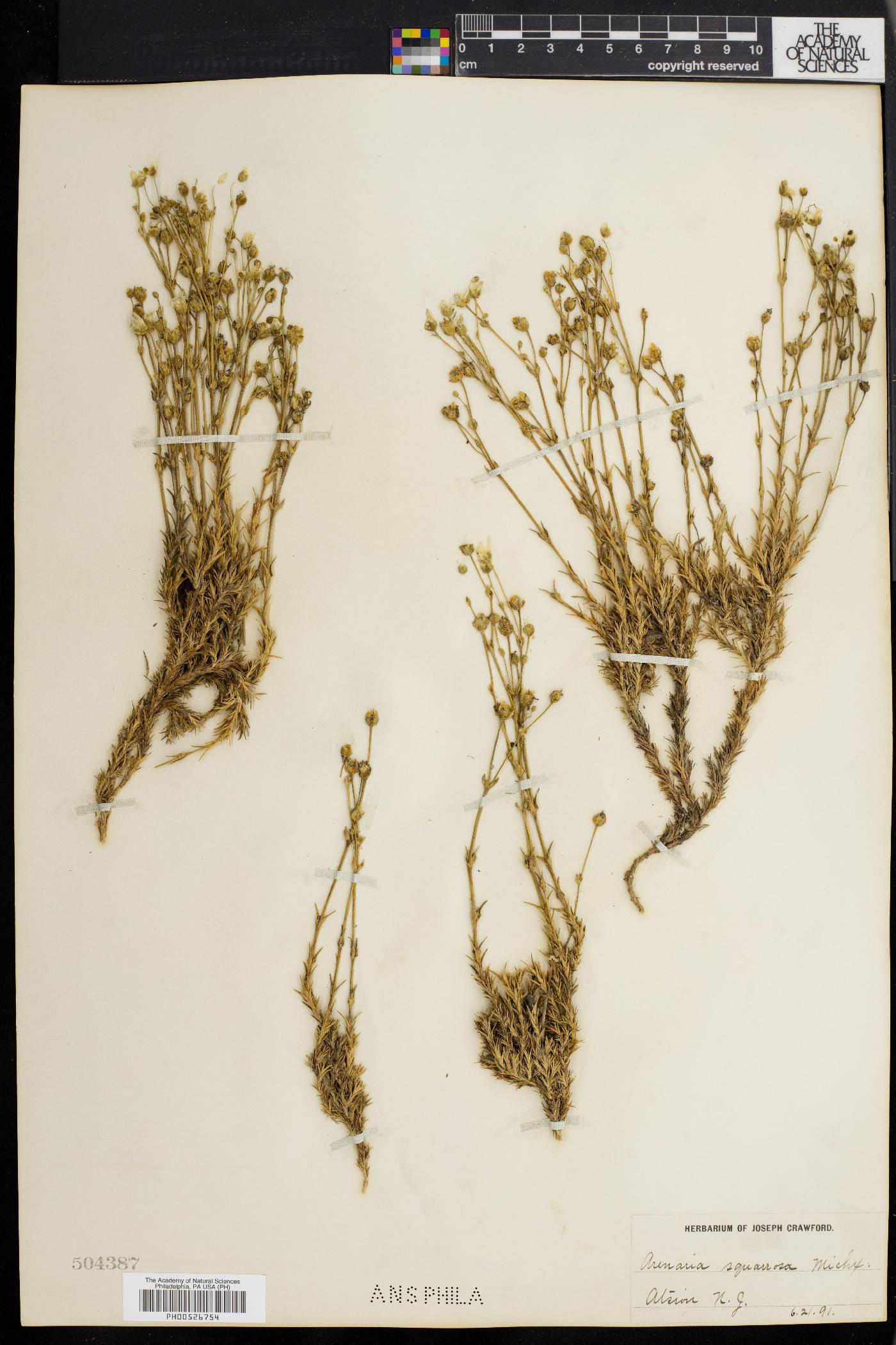 Sabulina caroliniana image