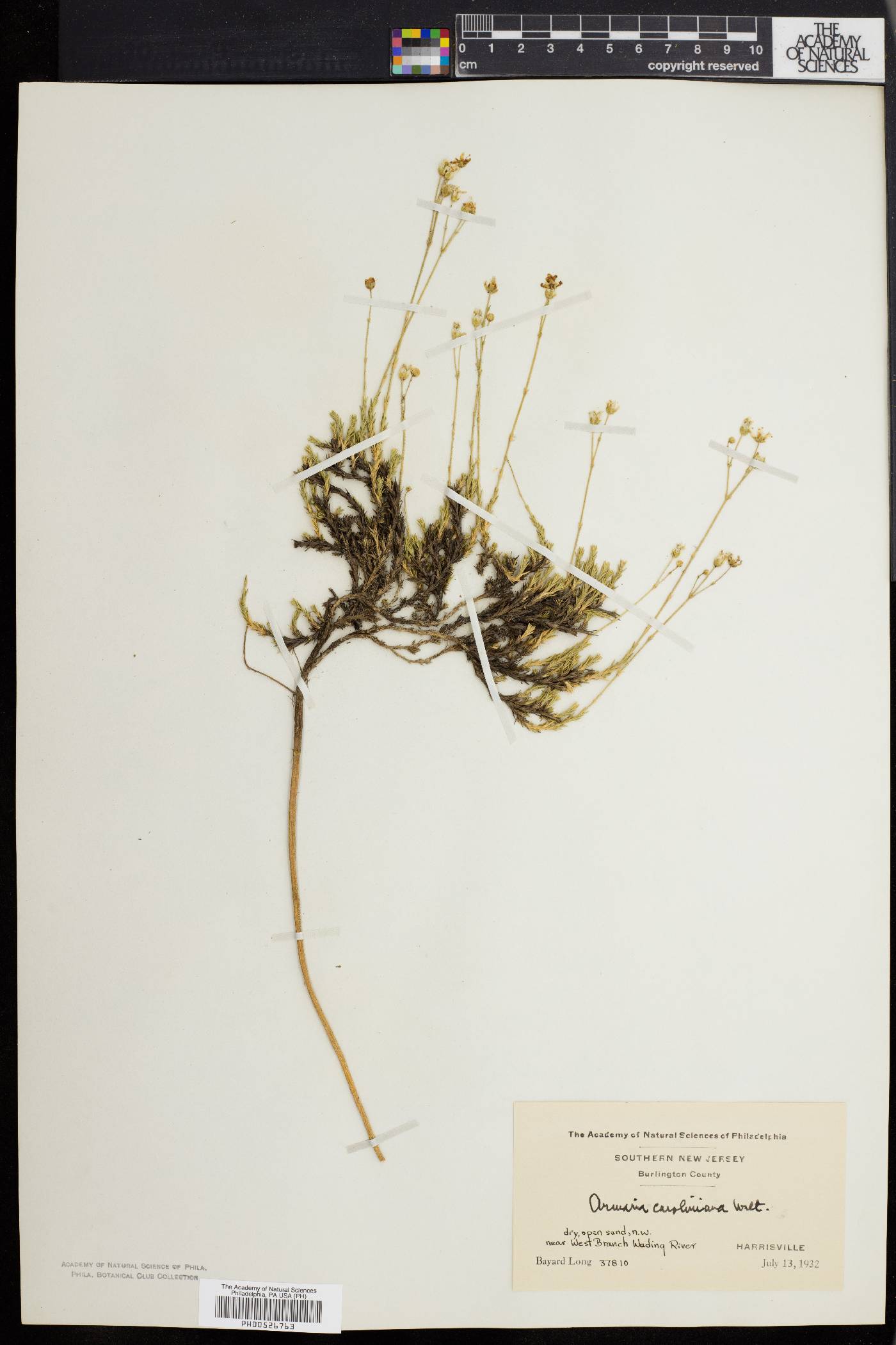 Sabulina caroliniana image